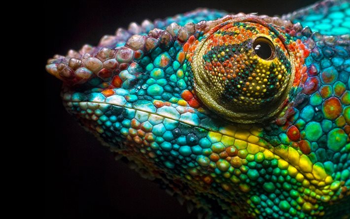 chameleon, lizard, chameleon on a black background, reptiles, colorful chameleon