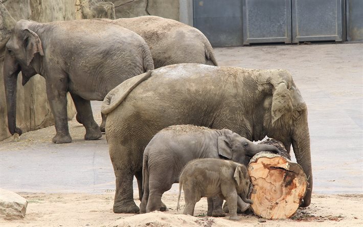 elephant family, small elephant, zoo, elephants, little elephant