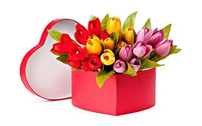 8 de mar&#231;o, multi-coloridas tulipas, tulipas, rosas do jardim do para&#237;so