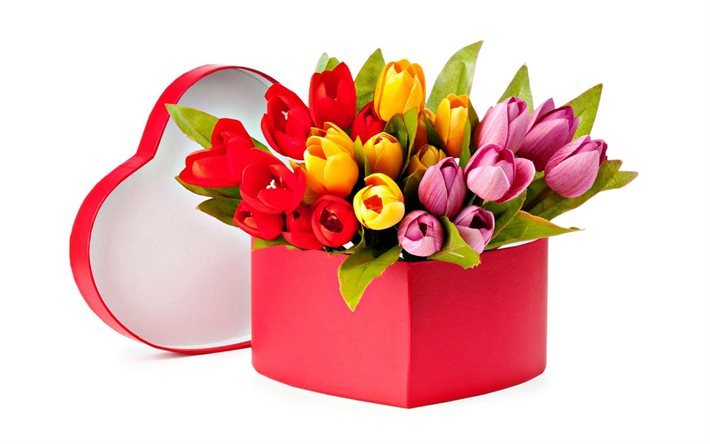 le 8 mars, 8 mars, multi-couleur des tulipes, les tulipes, les roses de jardin paradisiaque