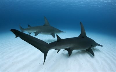 les requins, monde sous-marin, hammerheads, g&#233;ant requin-marteau