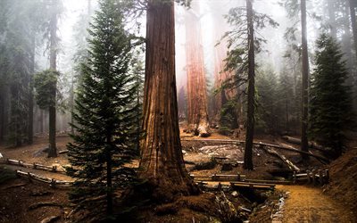 de grands arbres, vieille for&#234;t, sequoia, redwood