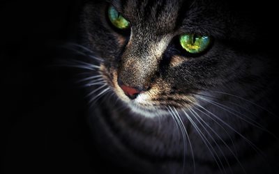 العيون الخضراء, القط, عين القط, القطط, كوتشي