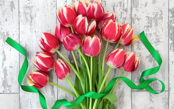 fleurs rouges, le 8 mars, les tulipes, rouge tulipes, bouquet tulip