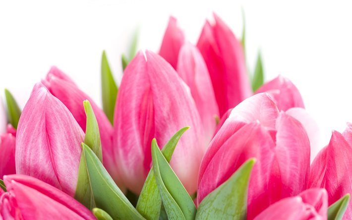 les tulipes, tulipes roses, un bouquet de tulipes, fleurs