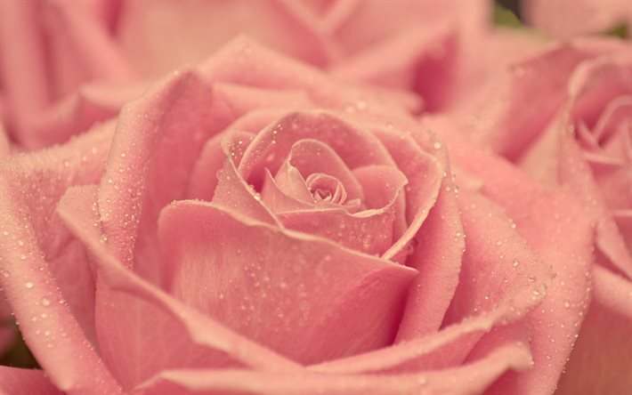 rosas cor-de-rosa, flores, rosa, broto de rosa, bot&#227;o de rosa, troyanda
