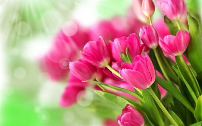 tulipas cor-de-rosa, flores cor de rosa, ramos de flores de tulipa, tulipas