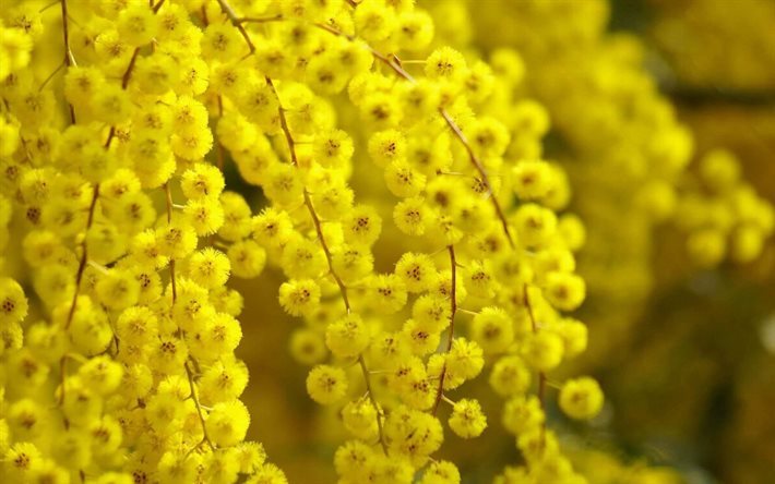 branch of mimosa, yellow flowers, mimosa, mimosa branch
