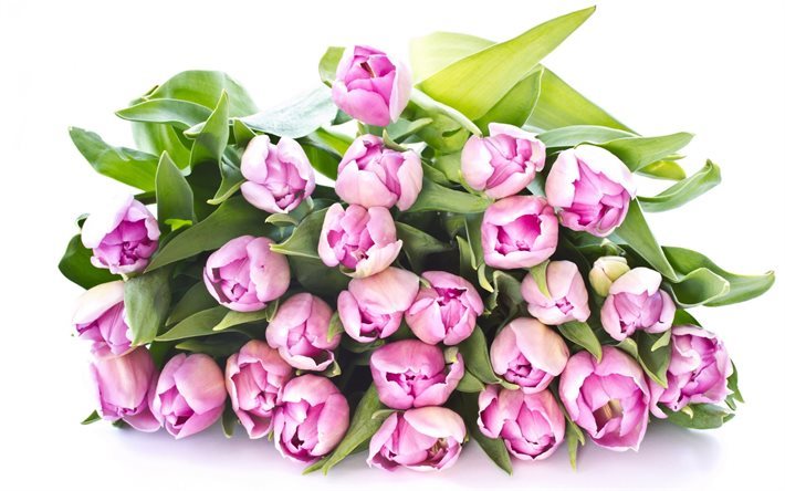 tulips, spring bouquet, pink tulips, vesnyani bouquet, roses paradise garden
