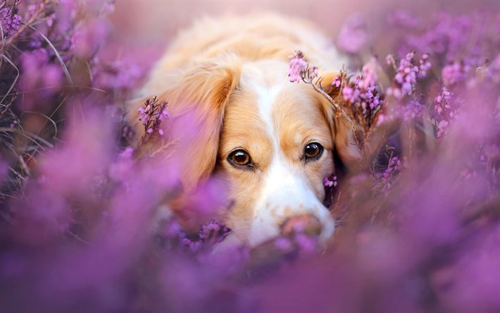 dog, retriever, flowers, cute animals