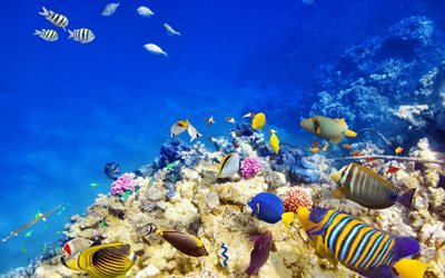 oc&#233;ano, mundo submarino, los peces, arrecife de coral, hermosos peces