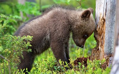 a vida selvagem, ursinho, floresta, urso