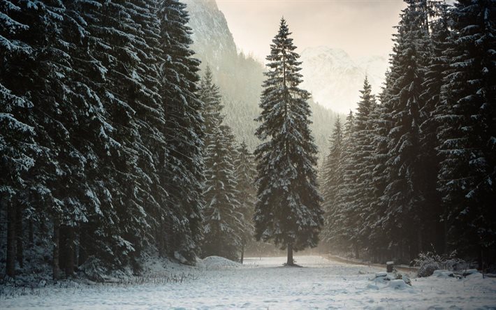 foresta, alinci, neve, alpi, alto adige, austria, gori, montagne, albero, inverno