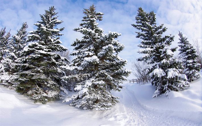 inverno, foresta, albero, neve, cielo blu