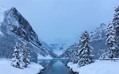 skogen, sn&#246;, berg, vinter, lake louise, tr&#228;d, banff, albert, kanada