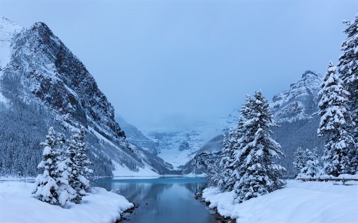 skogen, sn&#246;, berg, vinter, lake louise, tr&#228;d, banff, albert, kanada