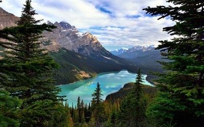 kanada, skogen, berg, albert, stenar, banff, mount patterson, blue lake, peyto lake