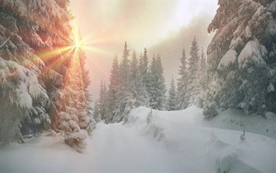 lumi, mets&#228;, aamulla, haavat, talvi
