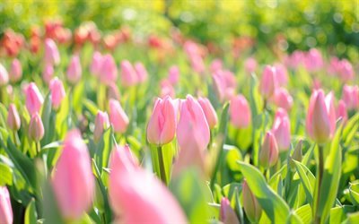 tulipas cor-de-rosa, flores, primavera, tulipas
