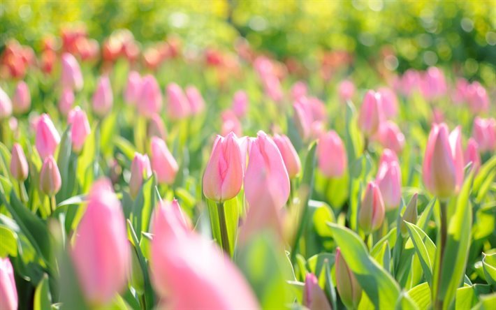 vaaleanpunainen tulppaanit, kukkia, kev&#228;t, tulppaanit