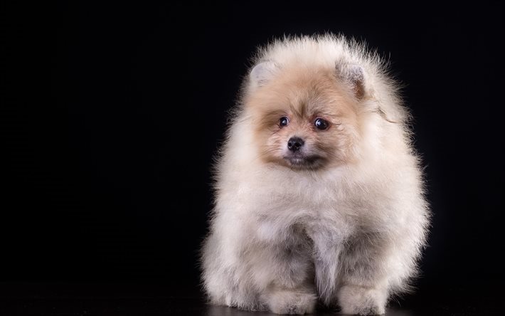 chien, pomeranian, chiot mignon, spitz