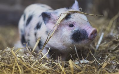 farm, schwein, kleines schwein, schweine, niedliche tiere, kleine schweinchen