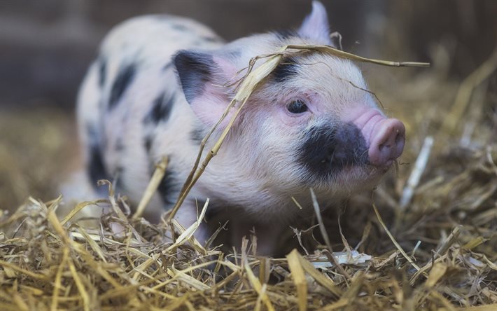 農, 豚, 少し豚, かわいい動物たち, ム肉の中で最も柔ら