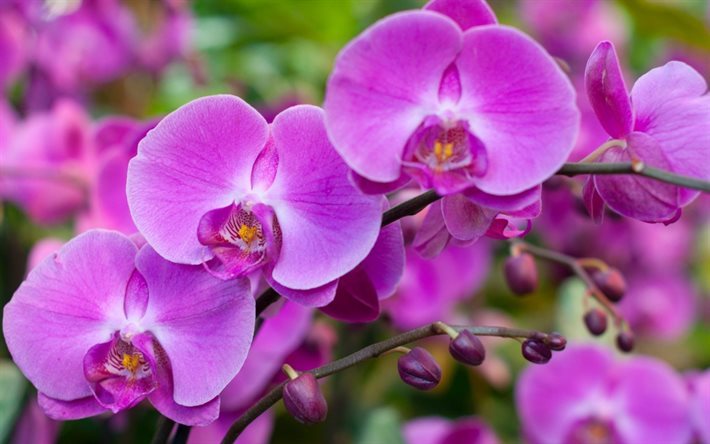الزهور الاستوائية, الزهور الجميلة, بساتين الفاكهة, pink orchid