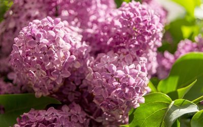 lilac, purple flowers, busok, spring, spring flowers