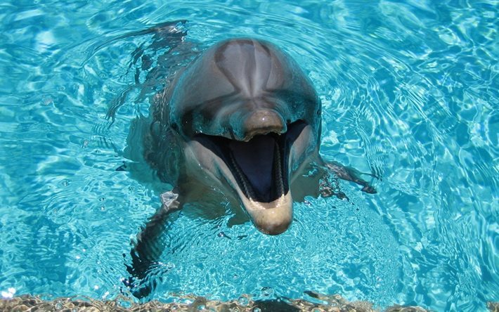 pool, dolphin, smiling dolphin