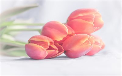 primavera, flores da primavera, tulipas, tulipas cor-de-rosa, buqu&#234;