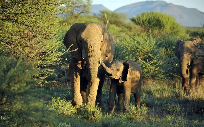 elefante fam&#237;lia, elefante, elefantes, os elefantes africanos, &#225;frica