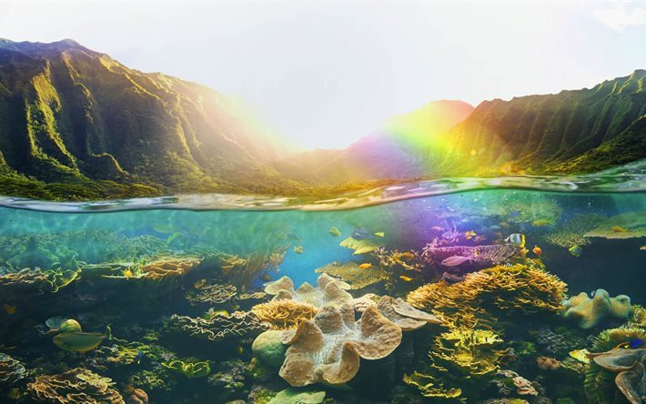 hawaii, underwater world, islands, coral reefs, fish, usa