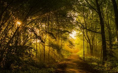 foresta, sentiero, sera, percorso nel bosco