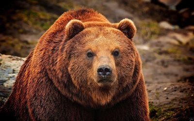 oso, predator, grizzly
