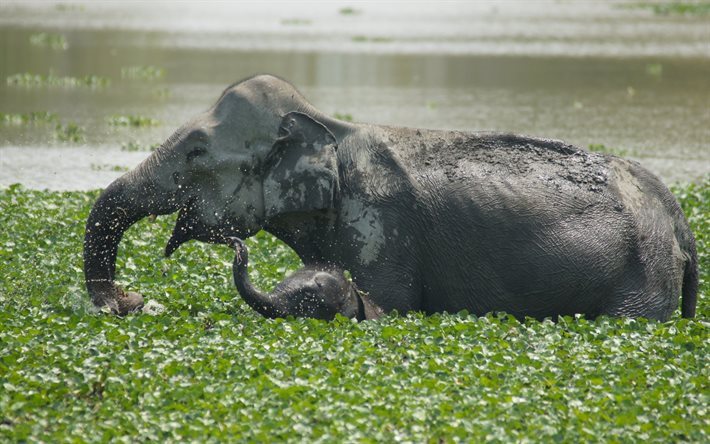 elefant, elefanten, afrika