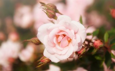 la primavera, rosebud, rosa, rosas de color rosa, las rosas, capullo de rosa