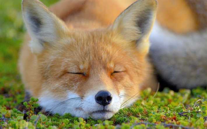 fox, la fauna, el sue&#241;o, el zorro, el verde de la hierba