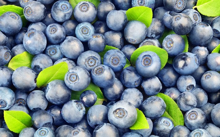 bayas, bayas de color p&#250;rpura, blueberries, agodi