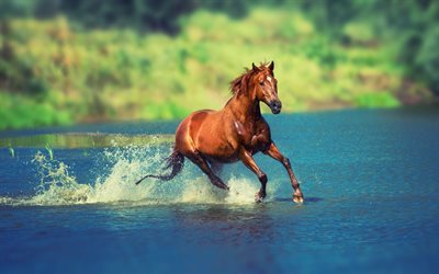 horse, river, brown horse, gallop