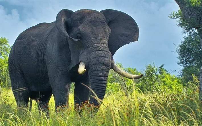 grandes elefantes, foto de elefantes, elefante, &#225;frica