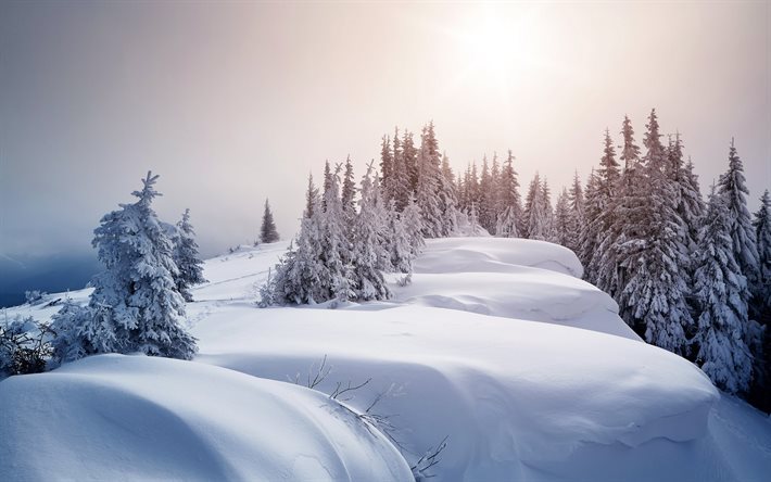 schnee, wald, berg, berge, gori, winter