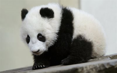 tragen, niedliche tiere, panda, little panda
