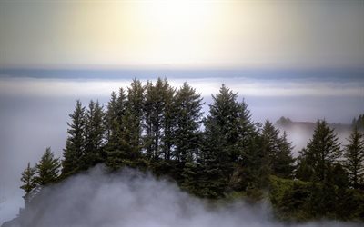 forest, tree, tops of mountains, khmara, mountains, alinci, fog, clouds, gori