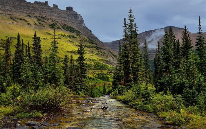 tr&#228;d, berg river, skogen, berg, usa