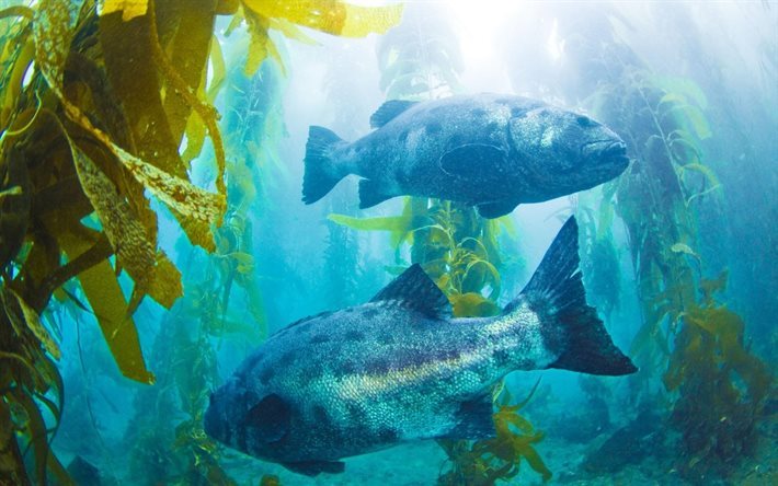 les poissons, les algues, monde sous-marin, les gros poissons