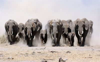 elephants, running elephants, africa, elephant family, clone