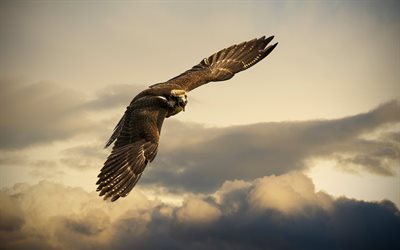 sky, bird, peregrine, falcon