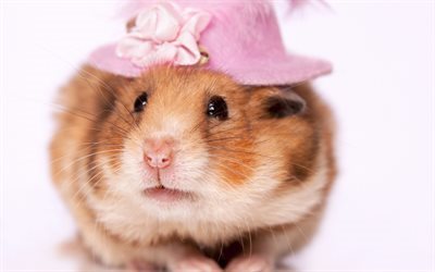 hamster, los roedores, animales lindos, los h&#225;msters