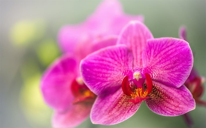 السحلية, pink orchid, الزهور الاستوائية